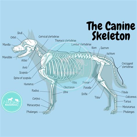 Dog Skeleton Anatomy