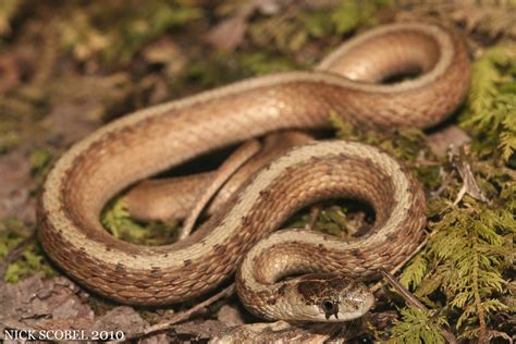 Snake handlers believe the downpour swept the hatchings into a drainage shaft of the house, and they settled in. Northern Brown Snake (Storeria dekayi dekayi ...