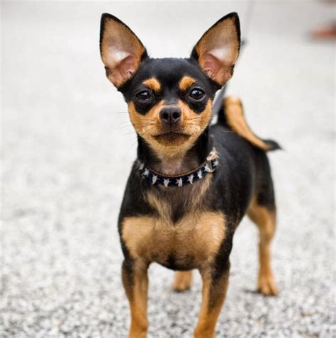Chihuahua Deer Head