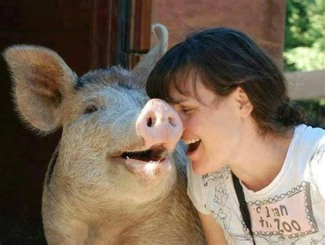 Pin On ☮ Adorable Pigs And Piglets