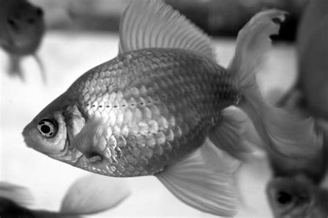 They disrupt the typical fish shape, especially in shady areas. Goldfish in Black and White | While in Vegas I took ...