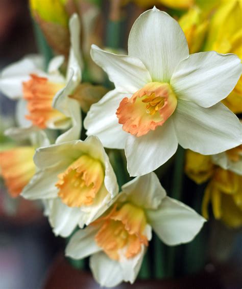 White Narcissus Free Stock Photo Public Domain Pictures