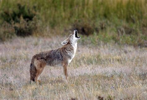 Conservation Groups Seek To Protect Mexican Gray Wolves By Listing