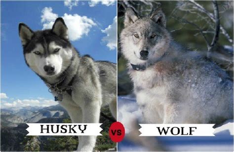 List Of Wolf Like Dog Breeds Trackimo