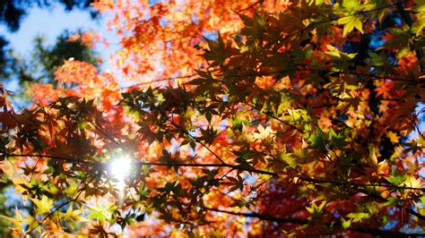 2560x1440 Autumn Foliage Trees 1440p Resolution