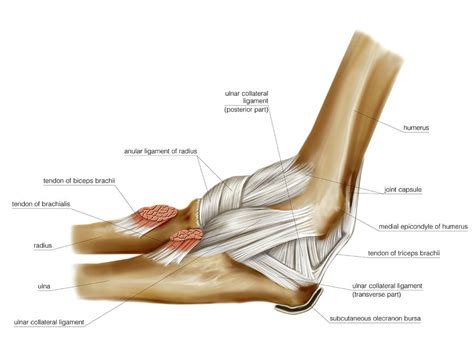 Elbow Joint Anatomy Pictures ANATOMY STRUCTURE