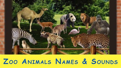 Learn Zoo Animals Names And Sounds For Kids - YouTube