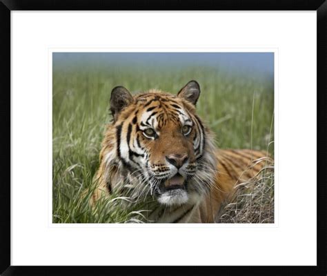 Global Gallery Siberian Tiger Portrait Endangered Native To Siberia