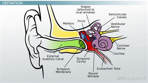 The Vestibular System Definition Anatomy And Function Video And Lesson