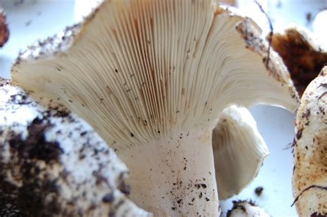 Edible Mushroom Identify Colorado