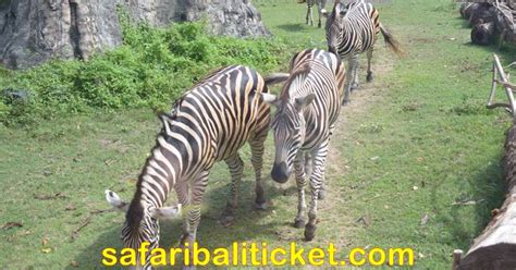 Paket Safari Explorer Khusus Wisatawan WNI dengan Harga Promo tahun