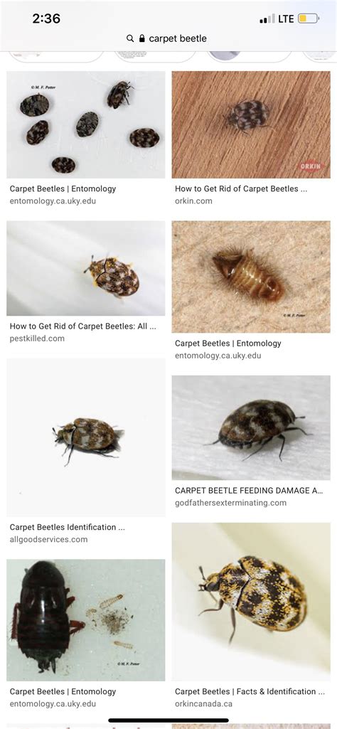 This Is A Carpet Beetle Before You Ask What Is This Bedbugs