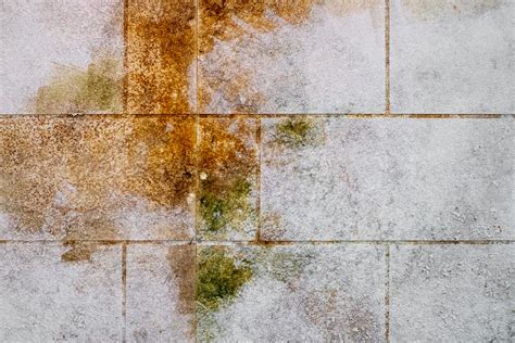 Mold in homes can be a costly and dangerous problem, particularly when infestations of toxic black mold occur. What Is Orange Mold and Is It Dangerous? - Water Mold Fire ...