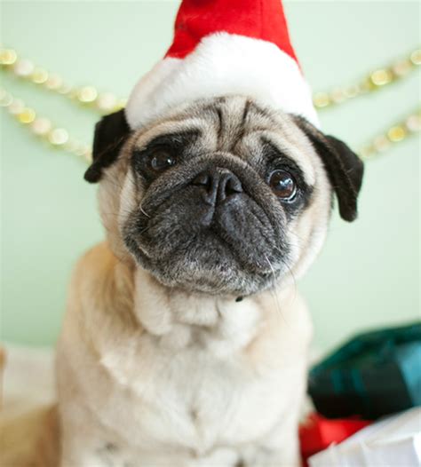 Christmas Pug Dog Face Photo And Wallpaper Beautiful Christmas Pug Dog