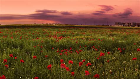1920x1080 Poppies Sunset Field Pink Coolwallpapersme