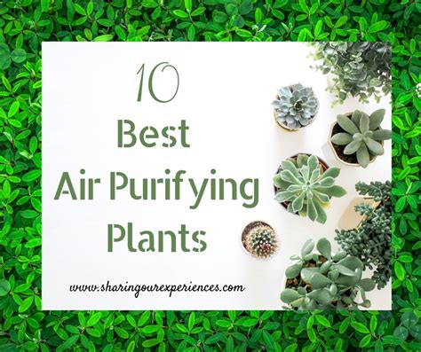 The decorative paint market includes multiple. 10 Best Air Purifying Plants for Your Home to Improve Air ...