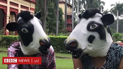 انڈیا میں عورت زیادہ محفوظ یا گائے؟ Bbc News اردو