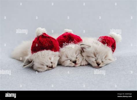Ragdoll Kittens Photos Newborn Style Stock Photo Alamy