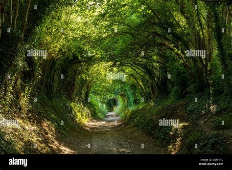 Picturesque Tunnel Of Trees Over An Ancient Track To Halnaker Windmill