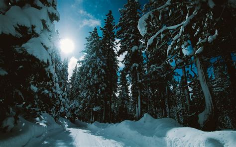 Download Wallpaper 3840x2400 Winter Forest Trees Snow Road