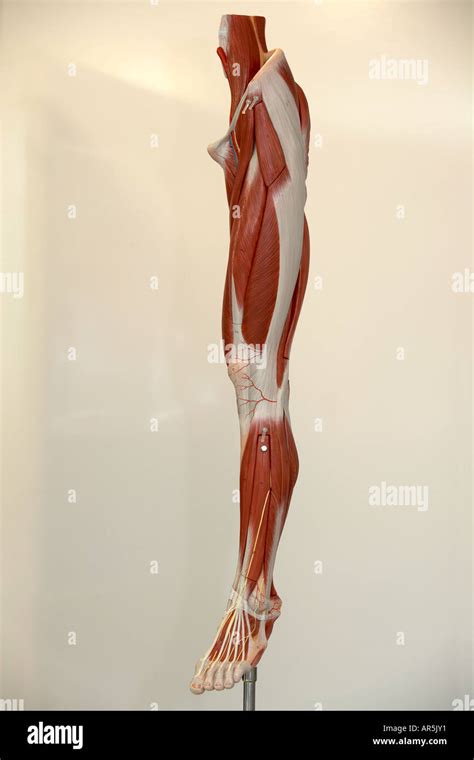Anatomical Model Of Human Leg Stock Photo Alamy