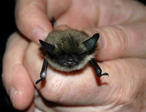 Bat California Myotis I Would Love To Have A Bat Cute Baby Animals