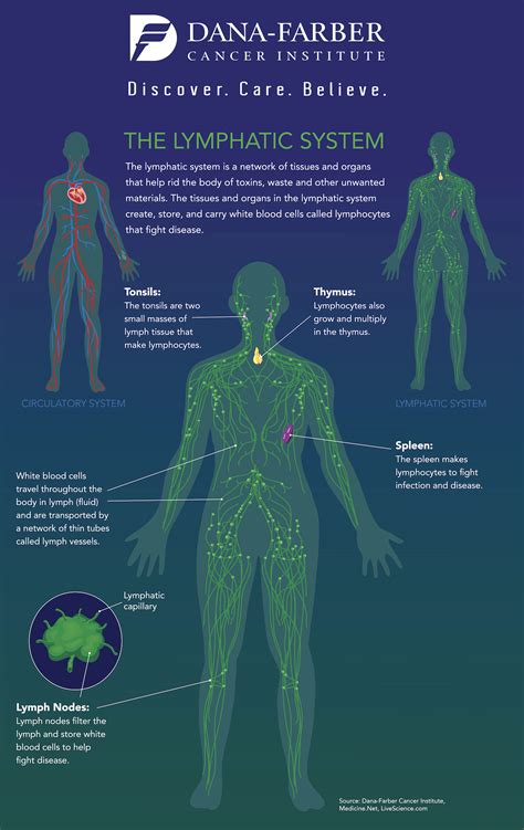 What Is The Lymphatic System Infographic Dana Farber Cancer Institute