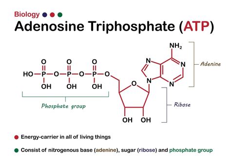 Biological Diagram Shows Structure Of Adenosine Triphosphate Or Atp As