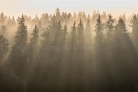 Sun Rays Through Pine Forest In Morning Fog Stock Photo Image Of