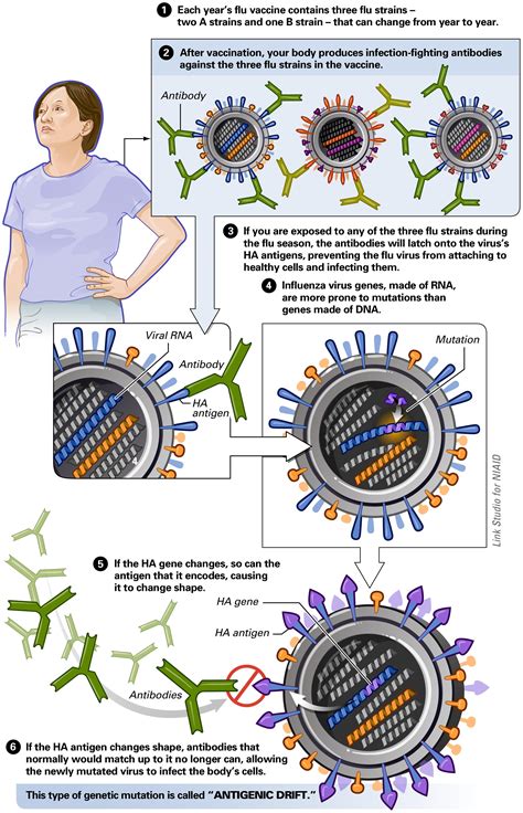 Illustration Of Antigenic Drift In Influenza Virus Biology Of Humanworld Of Viruses