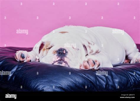 An English Bulldog Sleeping On A Leather Cushion Stock Photo Alamy