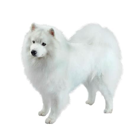 Dog supplies › purina canine dog food. American Eskimo Dog - Purina® | Purina