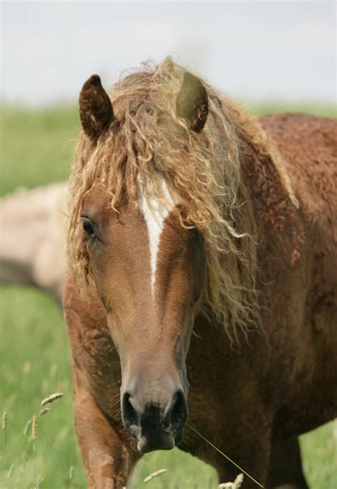 800 x 552 jpeg 376 кб. Home_GER - American Bashkir Curly Horse Registry