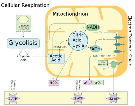 Aerobic Cellular Respiration Chart My Xxx Hot Girl