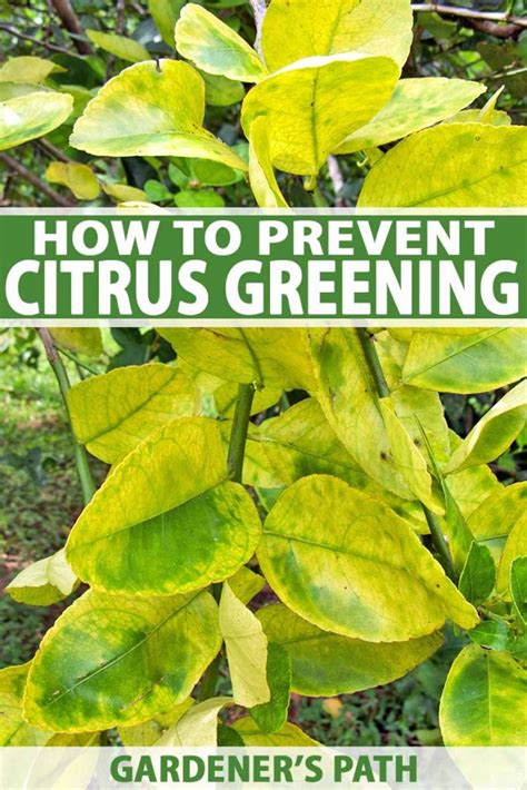 How To Identify And Prevent Citrus Greening Hlb Gardeners Path