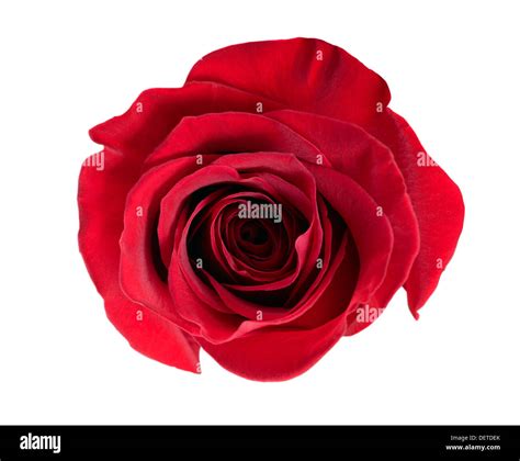 Red Rose Isolated On White Cut Out Stock Images And Pictures Alamy