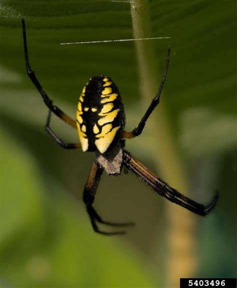 Yellow Garden Spider Argiope Aurantia