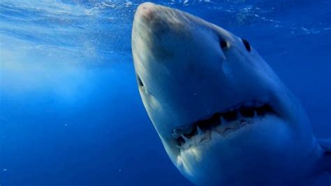 Did You Know Sharks Are Attracted To The Sound Of Death Metal