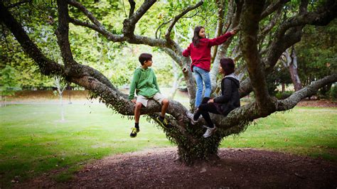 5 Top London Trees For Kids To Climb Tree Climbing In London
