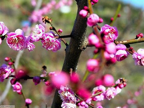 500 pleasant valley way west orange, nj 07052. FOTO PRIMAVERA PER SFONDI DESKTOP grandi foto bellissime ...