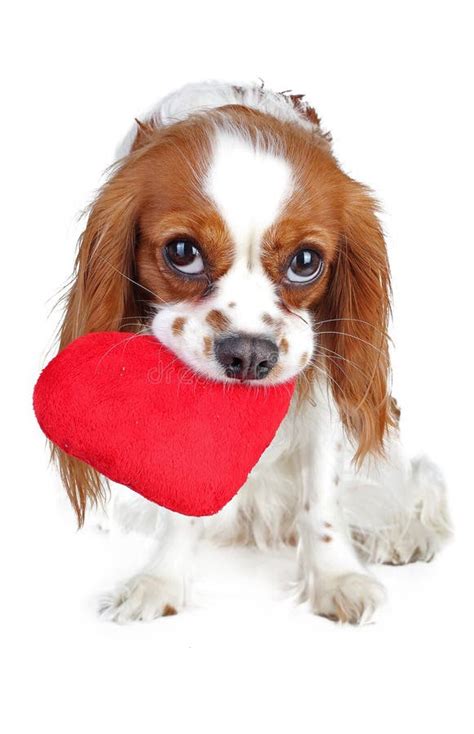 509 Walentynka Pies Zdjęć Stockowych Bezpłatne I Z Licencją Royalty