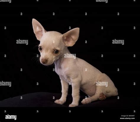 Cute Cream Color Shorthaired Chihuahua Puppy Sitting On Black