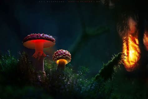 Glowing Mushrooms Look Like From Fairytale Lands