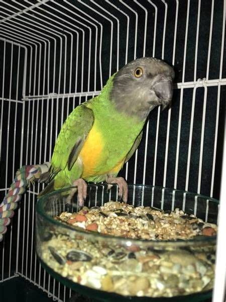 REUNITED Senegal Parrot / Bird Lawrenceville, Georgia, GA, United
