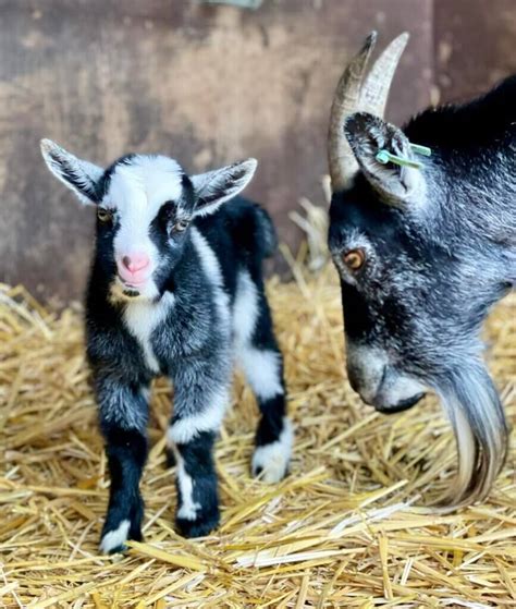 Lift Your Spirits With A Visit To Godstone Farm This Half Term Godstone Farm And Playbarn