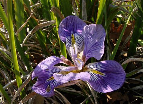 Iris Plant Plants Fall Flowers Blue And Purple Flowers