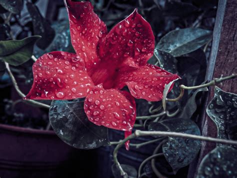 Pflanzenfragen balkon und terrassenpflanzen dipladenia überwintern: Kleines Dipladenia Im Wohnzimmer Uberwintern ...