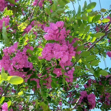 Robinia Pseudoacacia Hispida Buy Rose Acacia Trees Pink Acacia