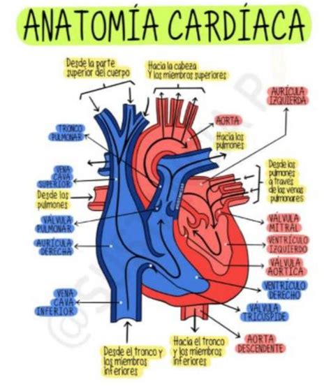 Anatomía Cardiaca Udocz