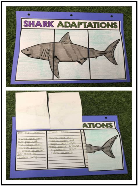 Animal Adaptations Top Five Ways To Engage Creative Classroom Core